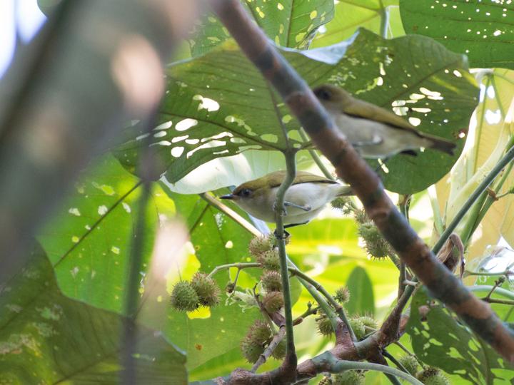 Makira White-eye