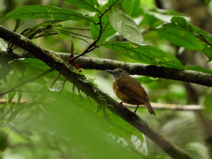 Dusky-throated Antshrike