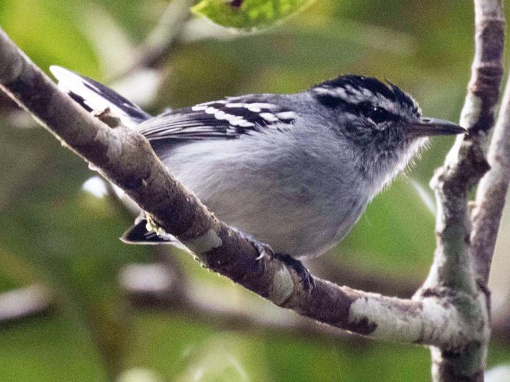 Ash-throated Antwren