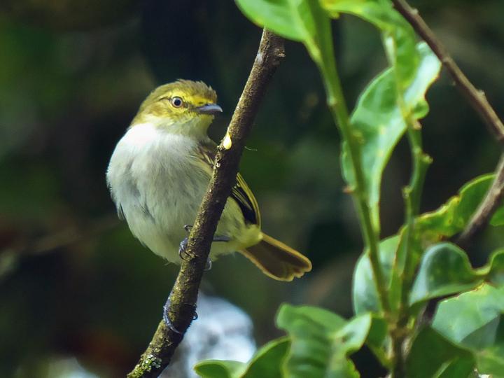 Choco Tyrannulet