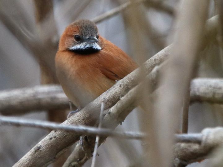 Hoary-throated Spinetail