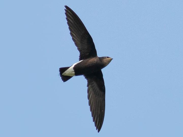 Silver-backed Needletail