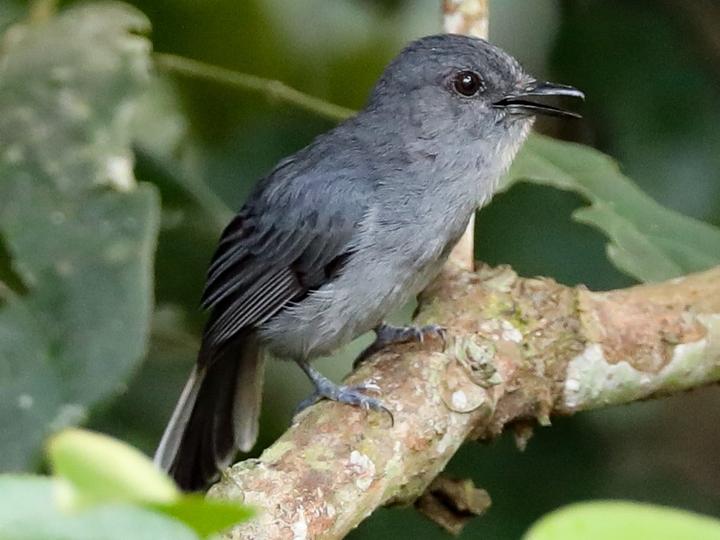 Grey-throated Tit-Flycatcher