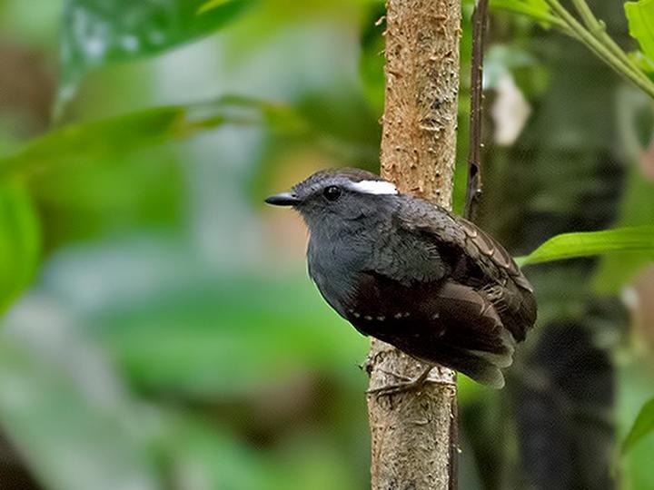 Ash-throated Gnateater
