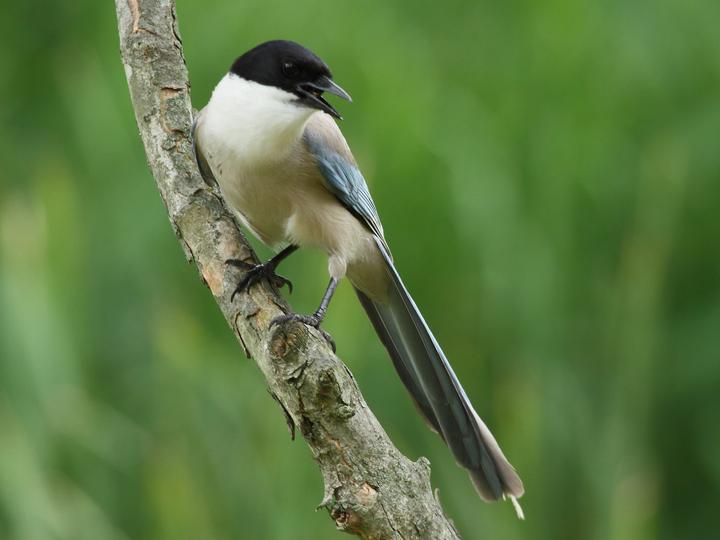 Azure-winged Magpie