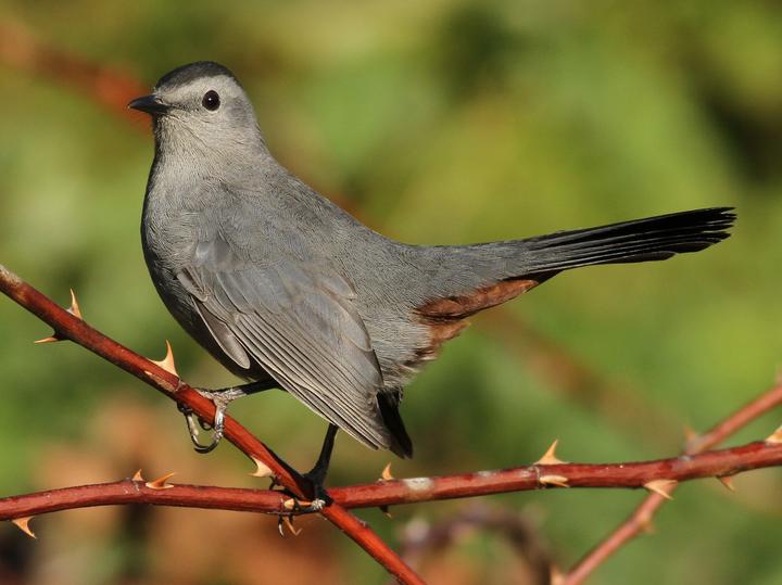 Grey Catbird