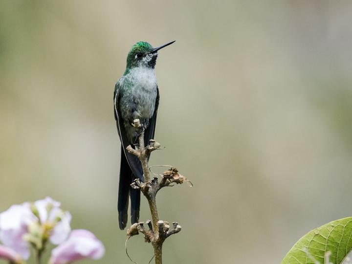 Grey-bellied Comet