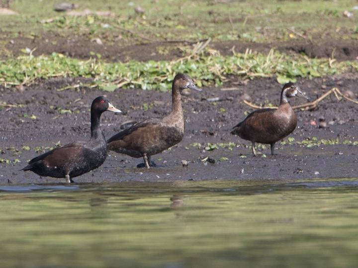 Southern Pochard