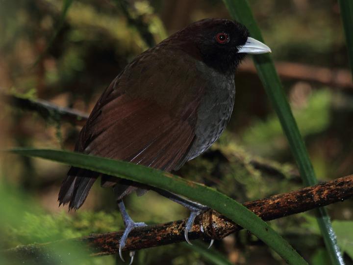 Pale-billed Antpitta