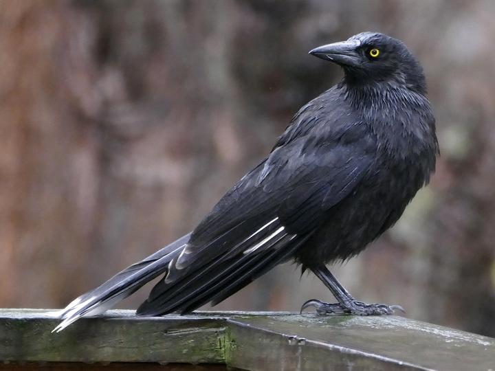 Grey Currawong