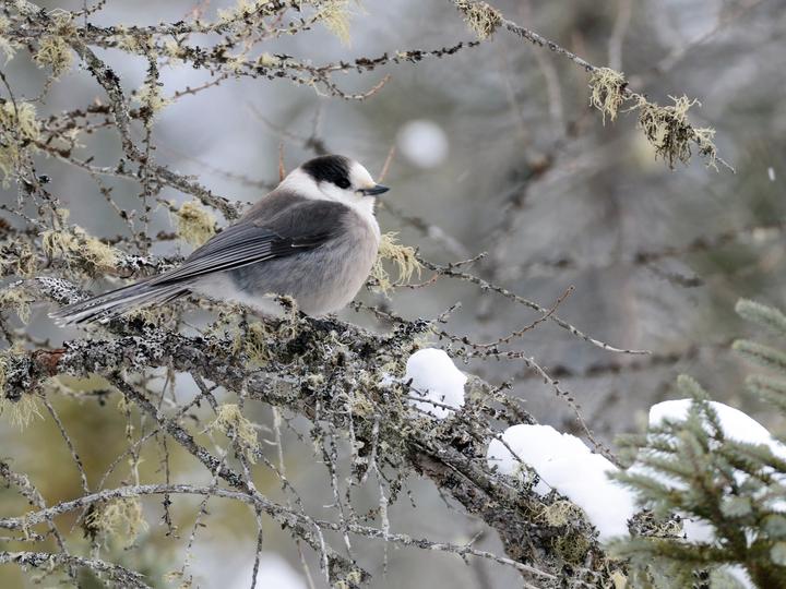 Canada Jay