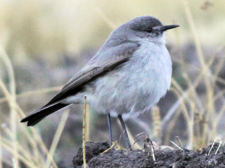 Cinereous Ground Tyrant