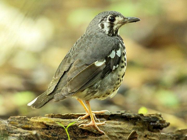 Ashy Thrush