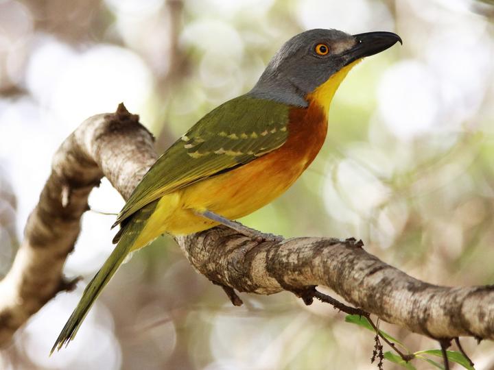 Grey-headed Bushshrike