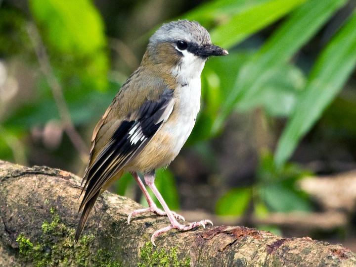 Grey-headed Robin