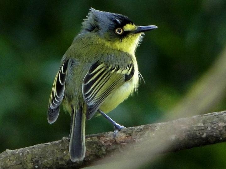 Yellow-lored Tody-Flycatcher