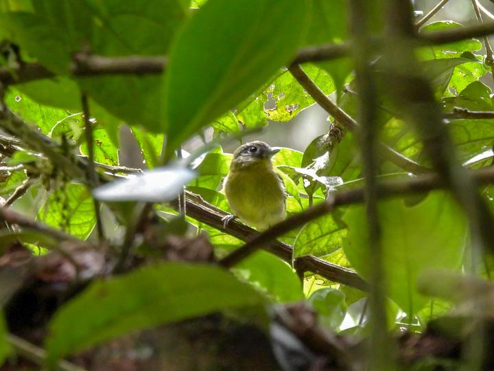 Grey-headed Piprites