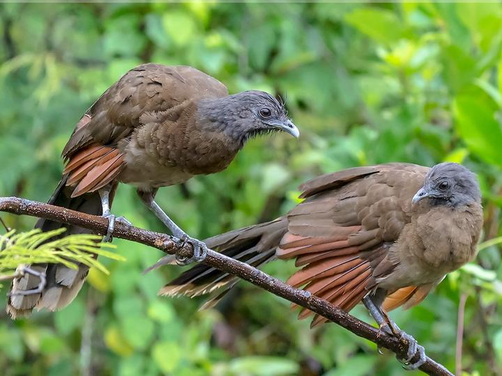 Grey-headed Chachalaca
