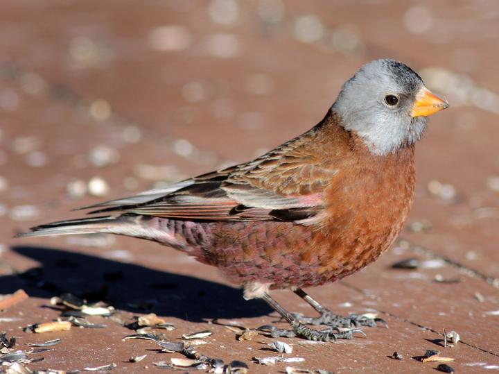 Grey-crowned Rosy Finch