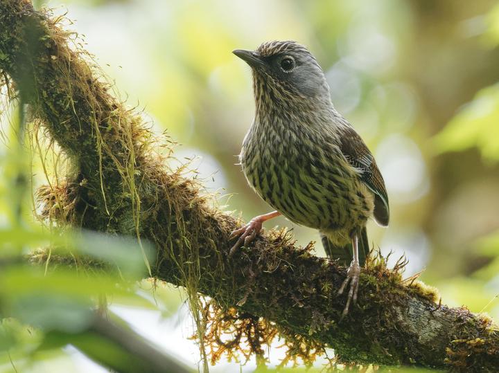 Streaked Barwing