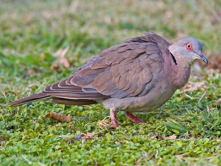 Mourning Collared Dove
