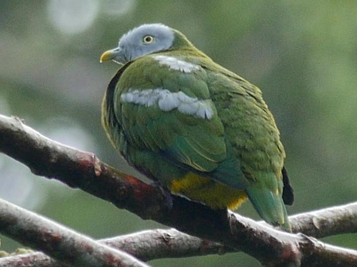 Grey-headed Fruit Dove