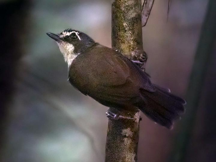 Grey-breasted Babbler
