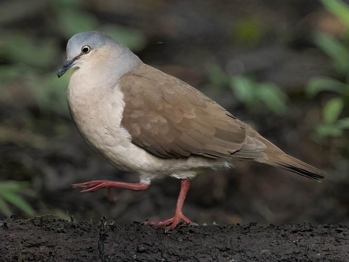Grey-headed Dove