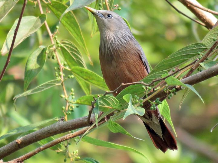 Chestnut-tailed Starling