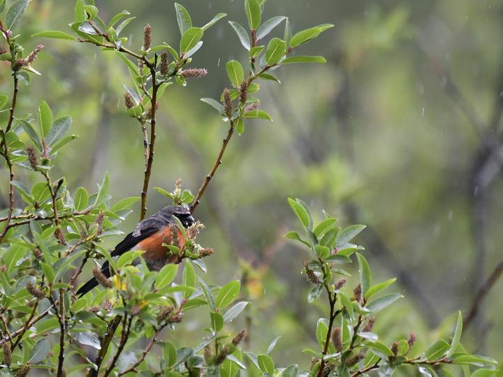 Grey-headed Bullfinch