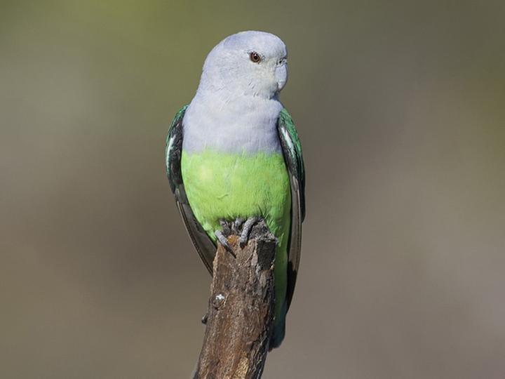 Grey-headed Lovebird