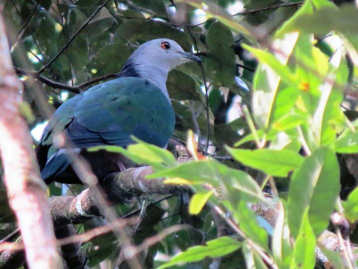Grey-headed Imperial Pigeon