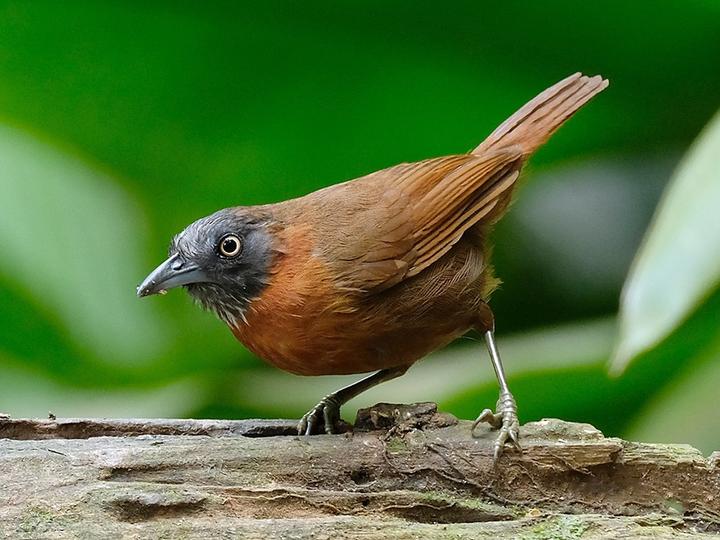 Grey-headed Babbler