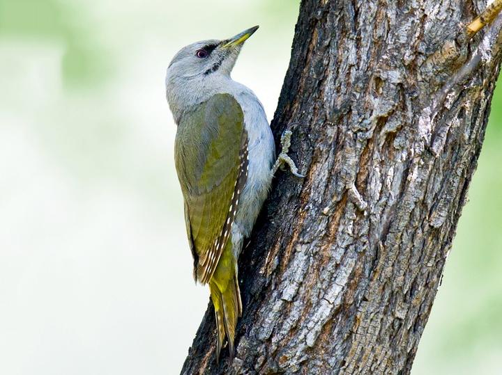 Grey-headed Woodpecker