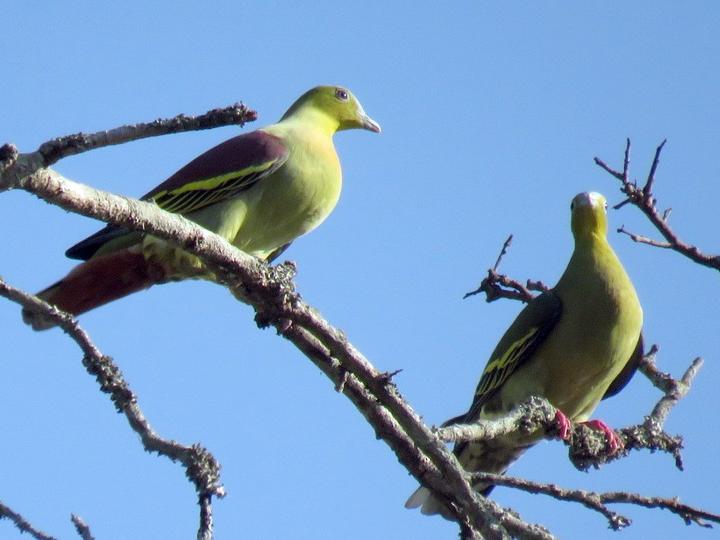 Ashy-headed Green Pigeon