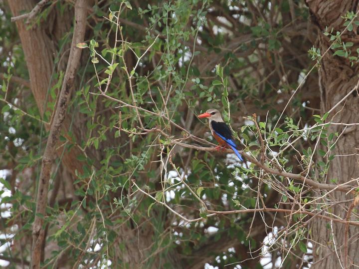 Grey-headed Kingfisher
