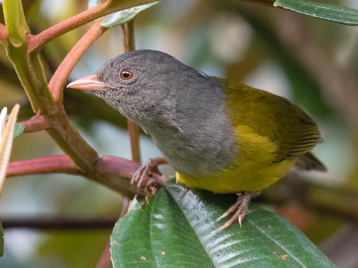 Grey-hooded Bush Tanager