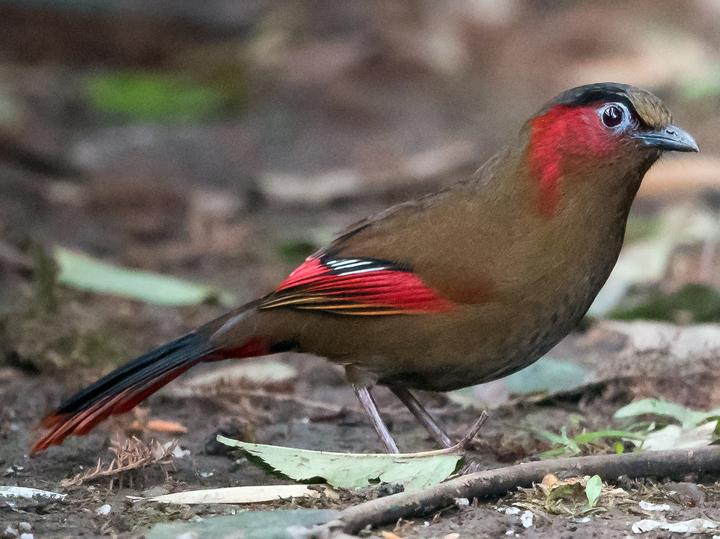 Red-faced Liocichla