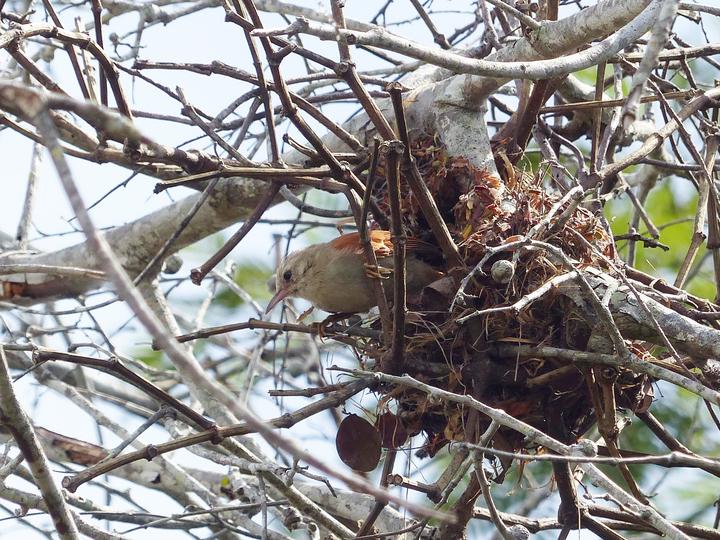 Grey-headed Spinetail