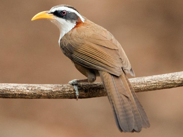 White-browed Scimitar Babbler
