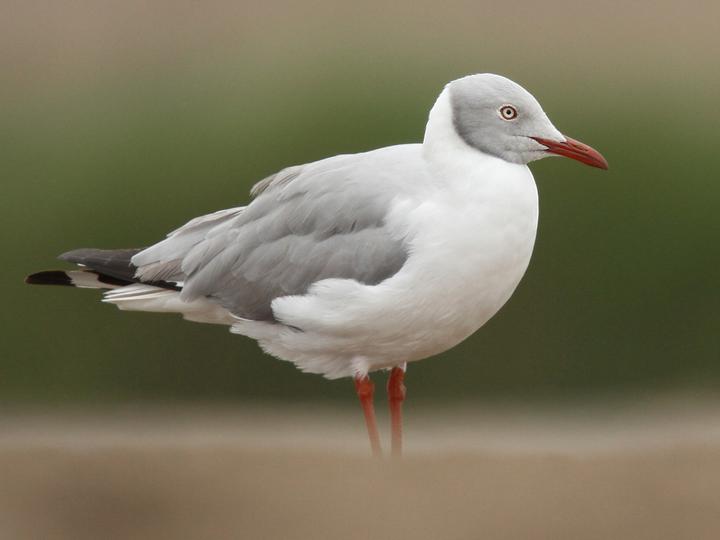 Grey-headed Gull