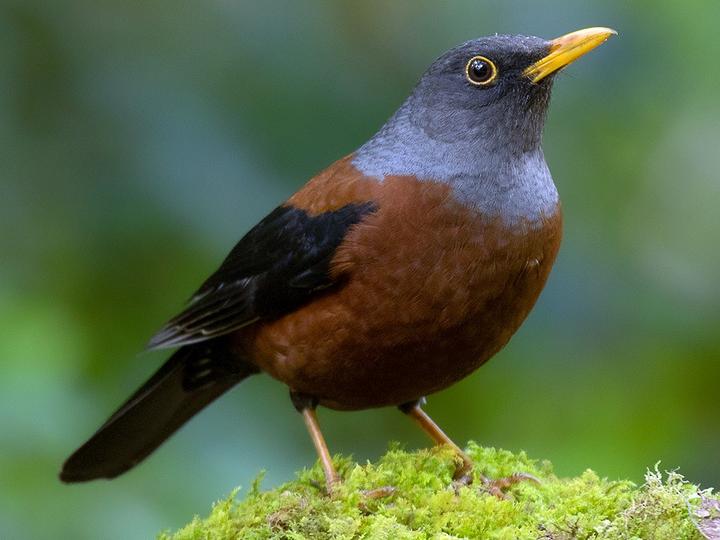 Chestnut Thrush