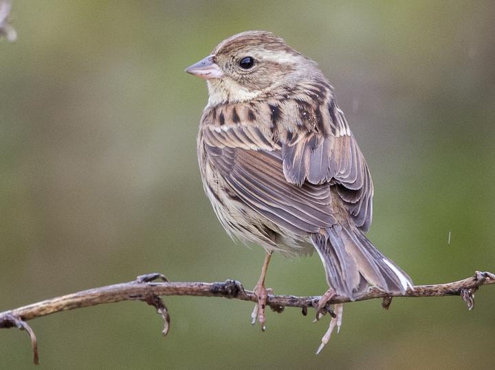 Black-faced Bunting