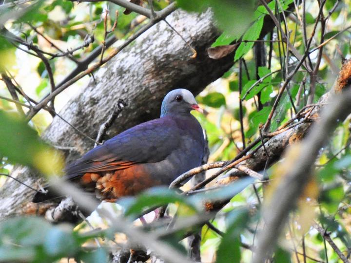 Grey-fronted Quail-Dove