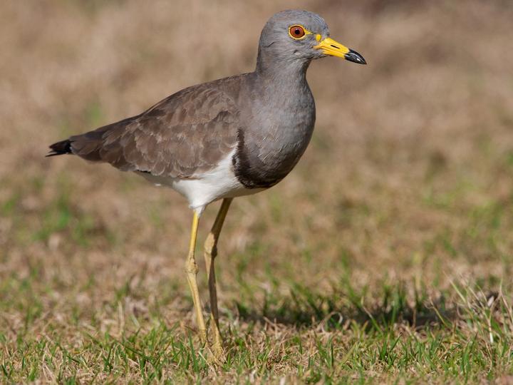 Grey-headed Lapwing