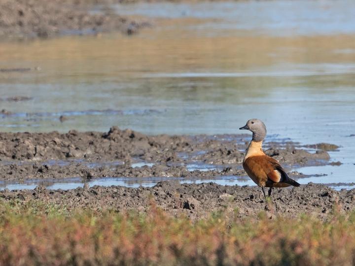 South African Shelduck