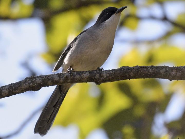 Grey Sibia