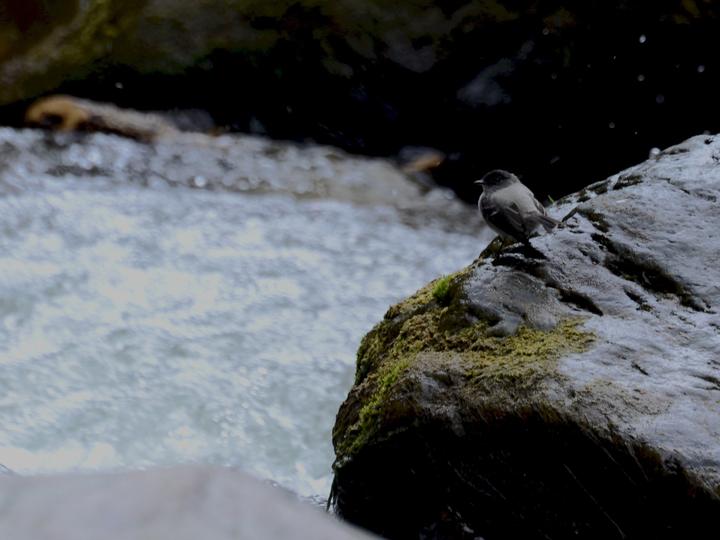 Torrent Tyrannulet