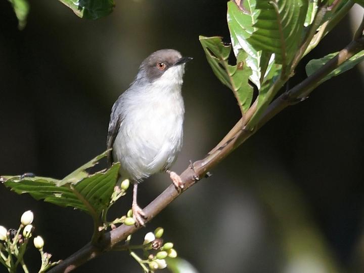 Grey Apalis