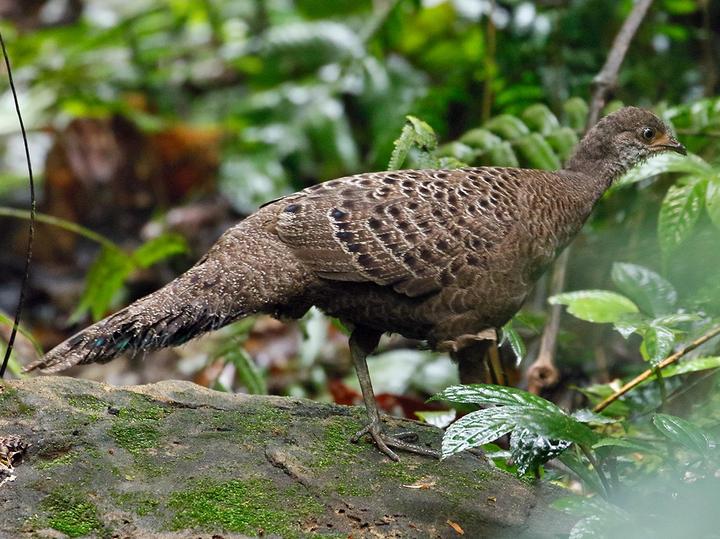 Grey Peacock-Pheasant